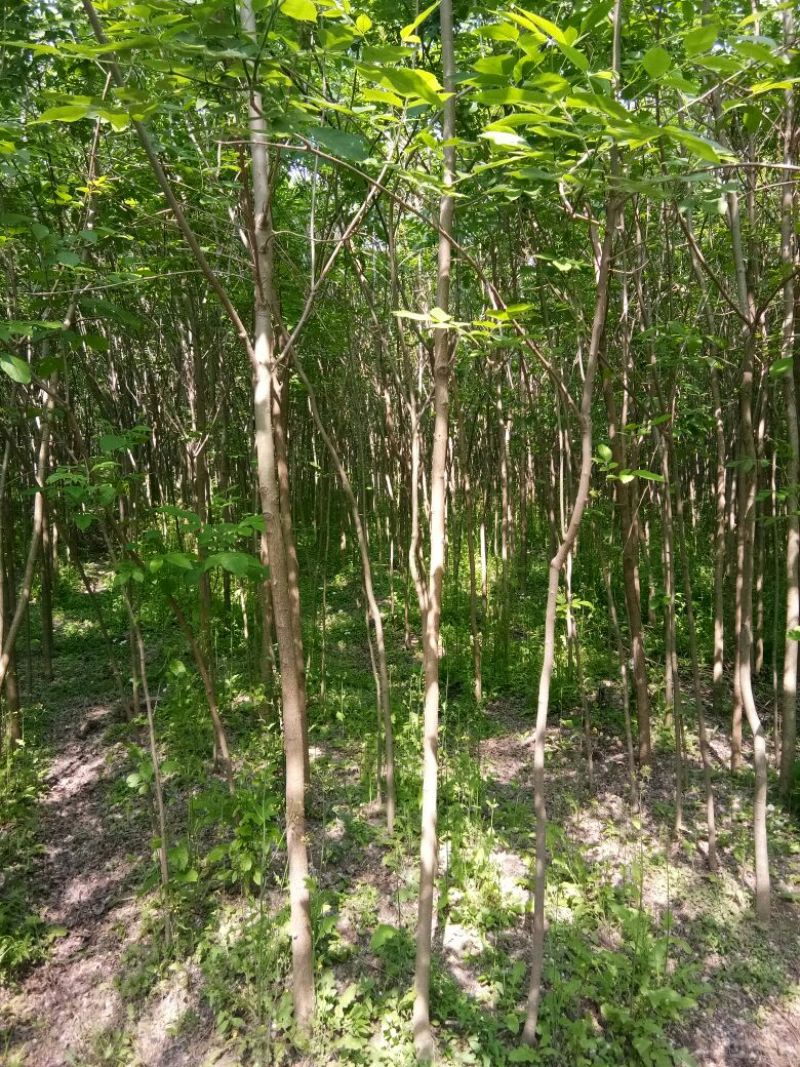 白蜡树老白蜡树苗速生白蜡树苗大量低价供应