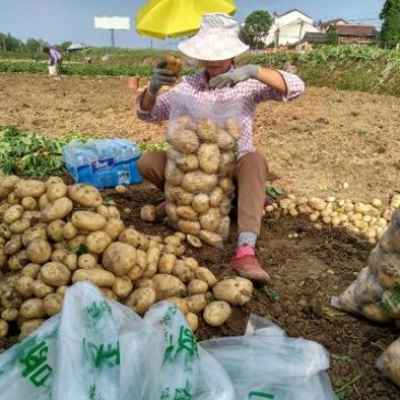 大棚土豆226.早大白土豆通货2两以上