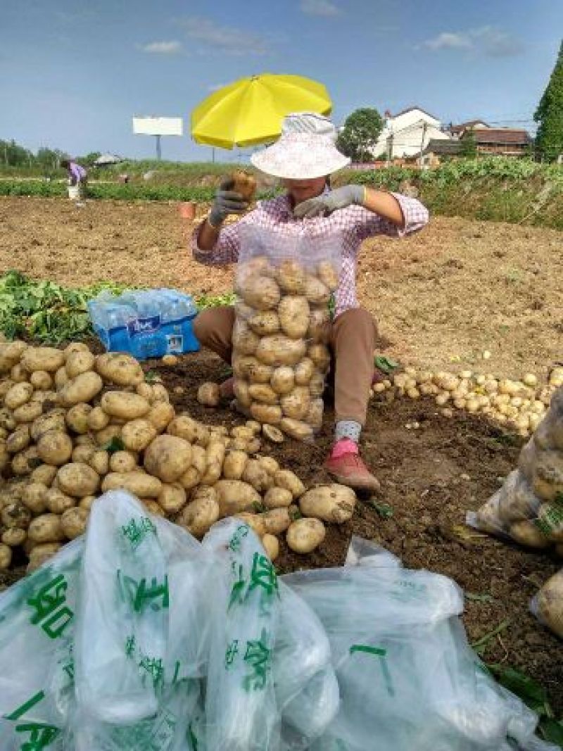 大棚土豆226.早大白土豆通货2两以上