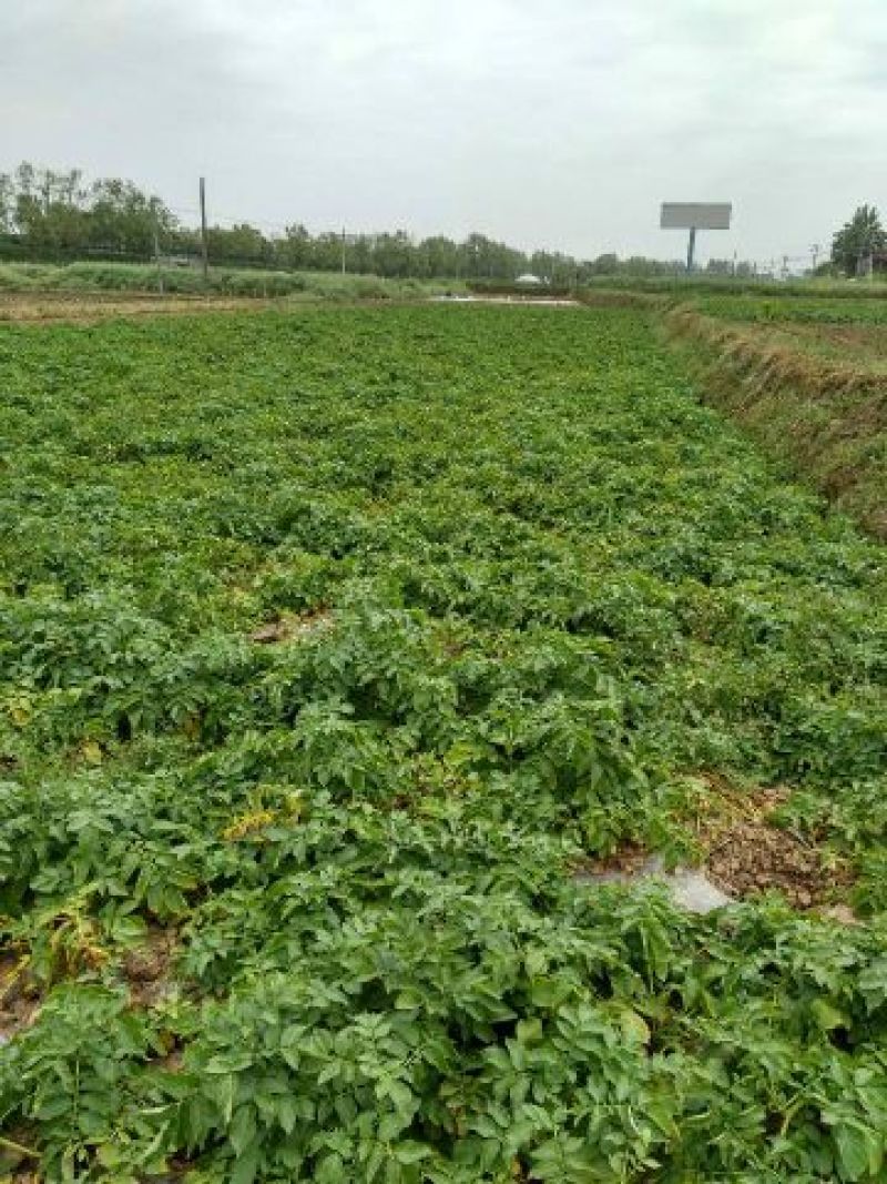 大棚土豆226.早大白土豆通货2两以上