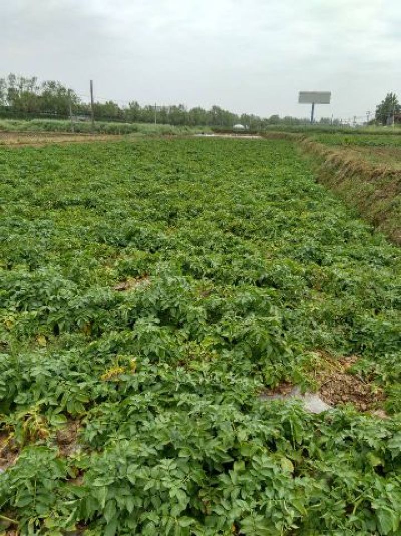 大棚土豆226.早大白土豆通货2两以上