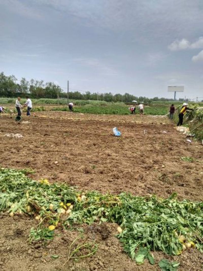 大棚土豆226.早大白土豆通货2两以上