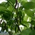 台湾四季大果桑苗长果桑苗