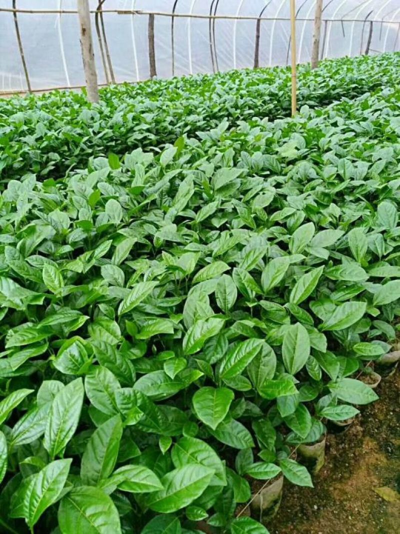 黄金百香果苗芭乐味黄金百香果苗大量现货