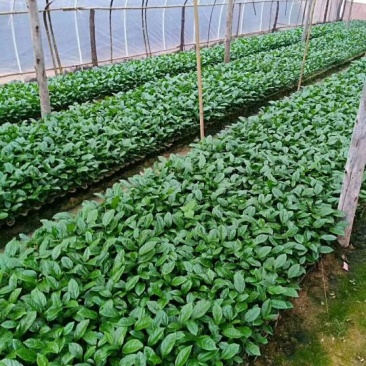 黄金百香果苗芭乐味黄金百香果苗大量现货