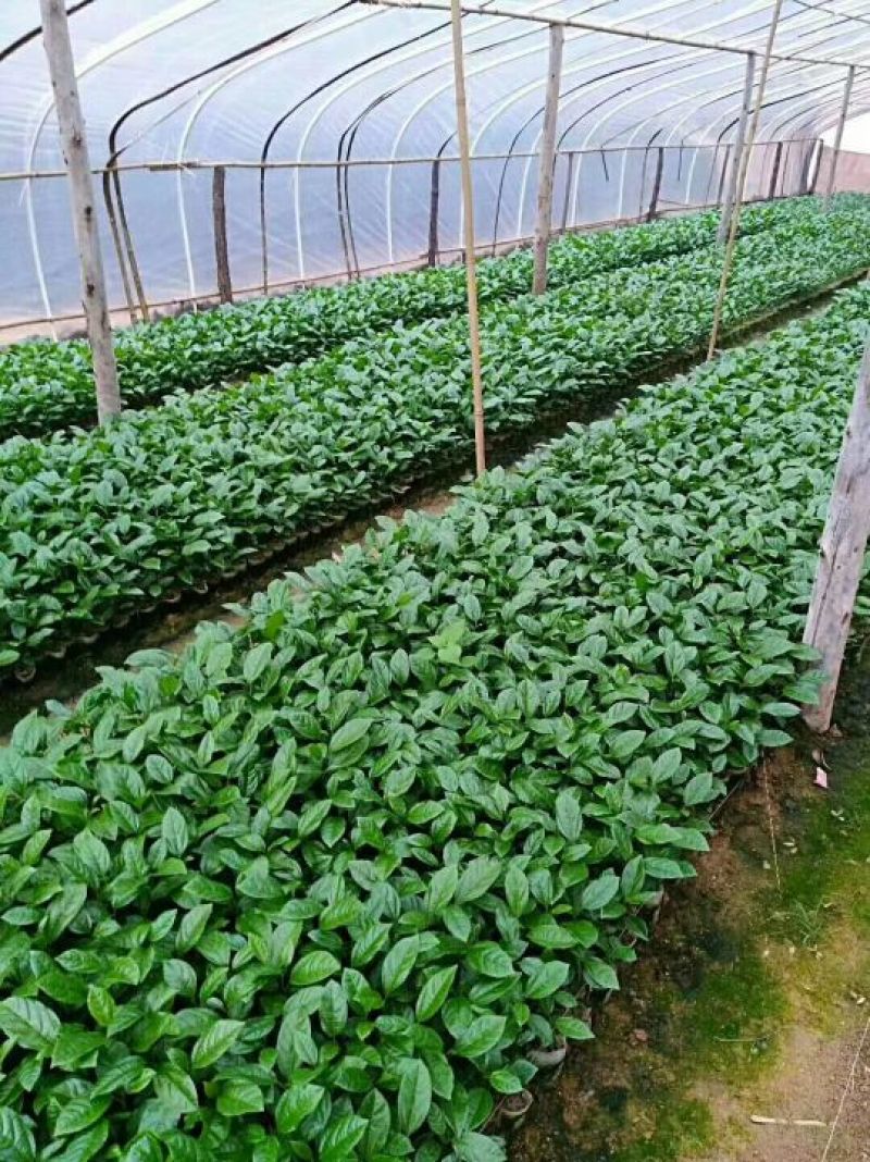 黄金百香果苗芭乐味黄金百香果苗大量现货