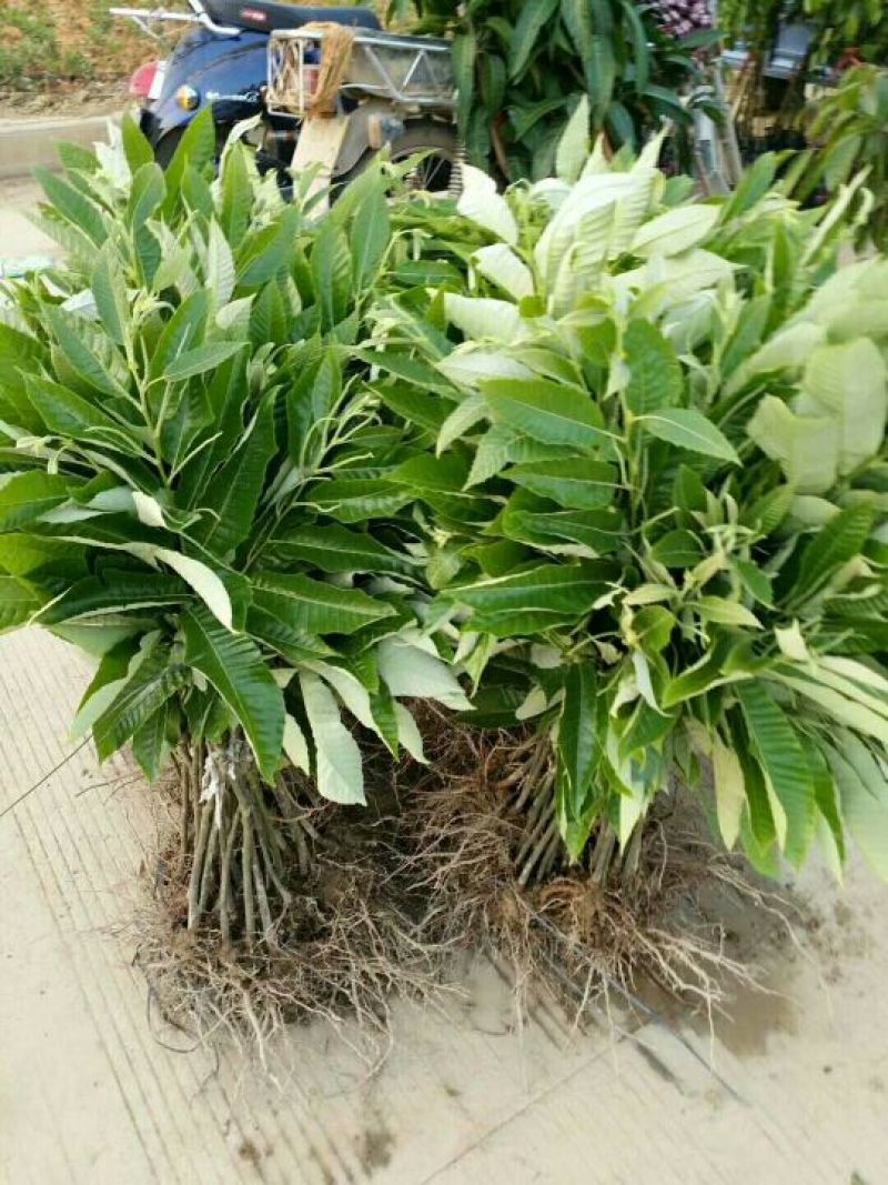 大红袍板栗苗30cm以下
