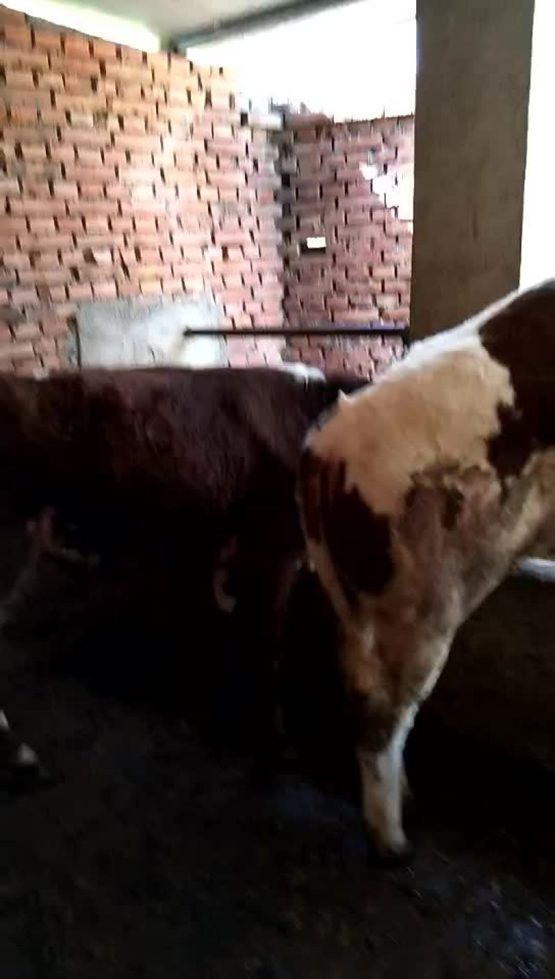 西门塔尔牛犊200~300kg