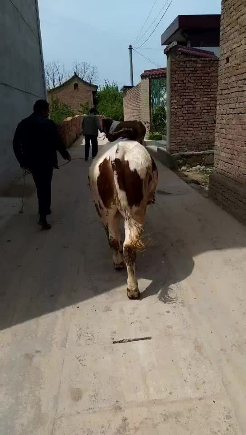 西门塔尔牛犊200~300kg