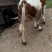 西门塔尔牛犊200~300kg