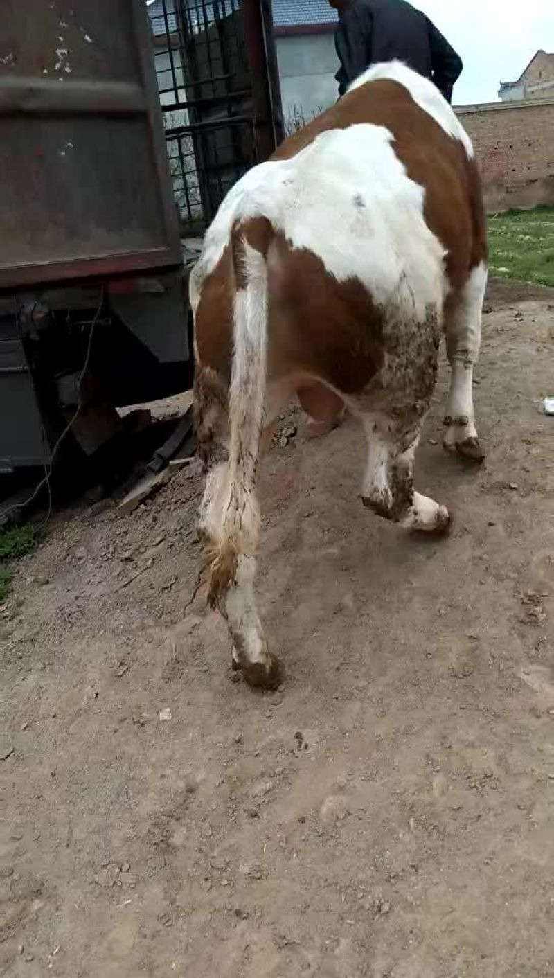 西门塔尔牛犊200~300kg