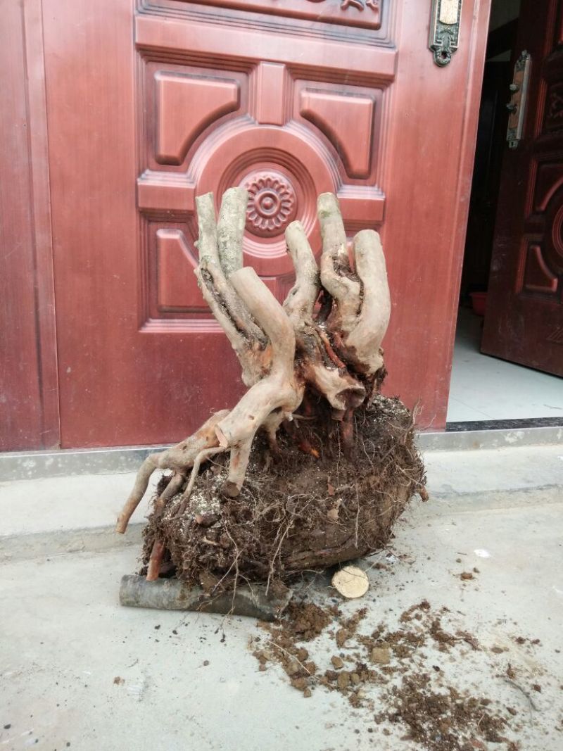 映山红树桩20~25cm