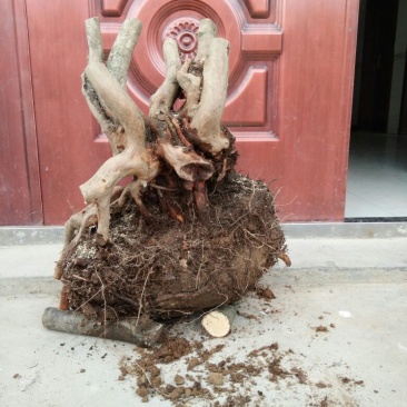 映山红树桩20~25cm