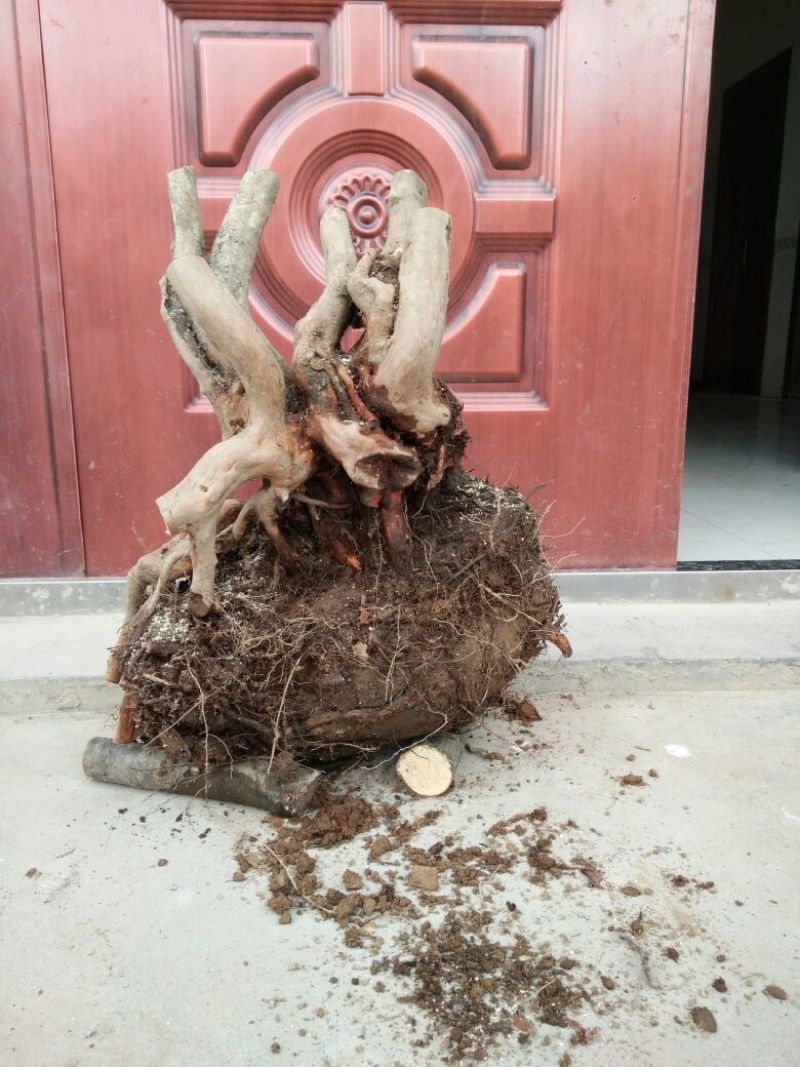 映山红树桩20~25cm