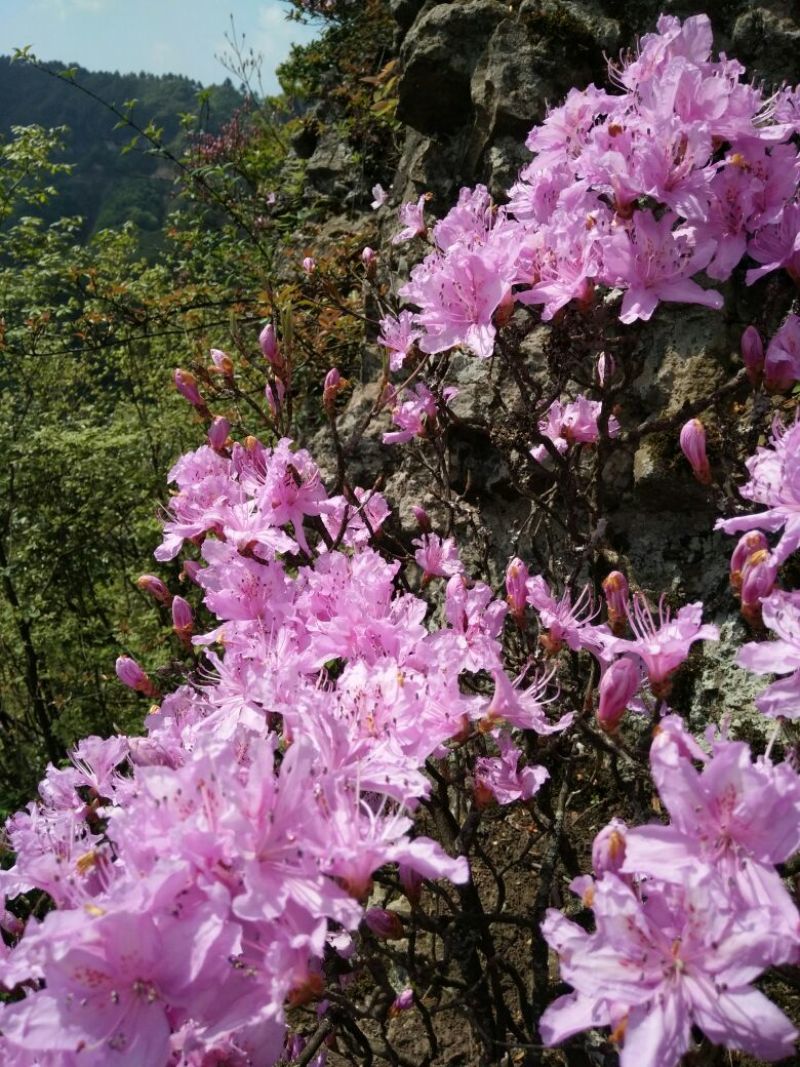 映山红树桩20~25cm
