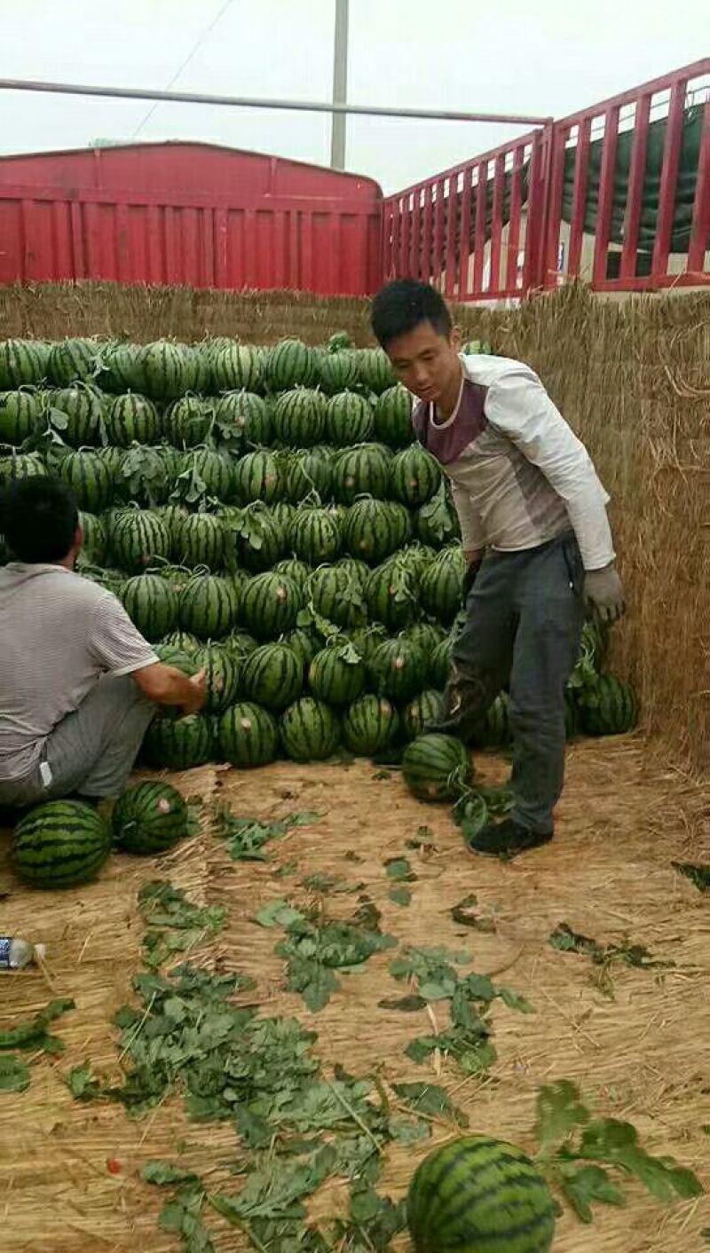 甜王西瓜大量上市鲁豫三省交界处