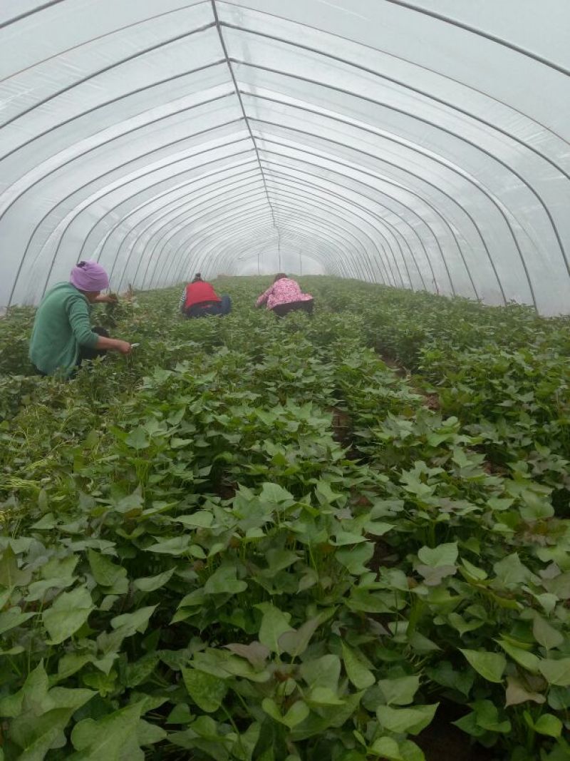 红薯苗开封富农薯业预定种苗地瓜苗