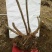 映山红树桩30~35cm