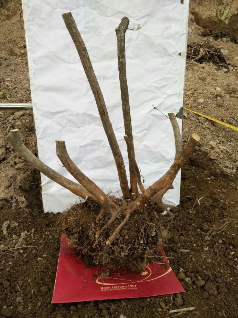 映山红树桩30~35cm