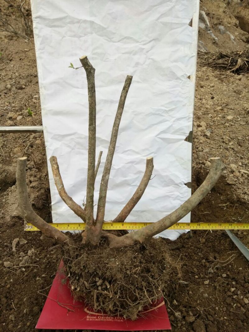 映山红树桩30~35cm