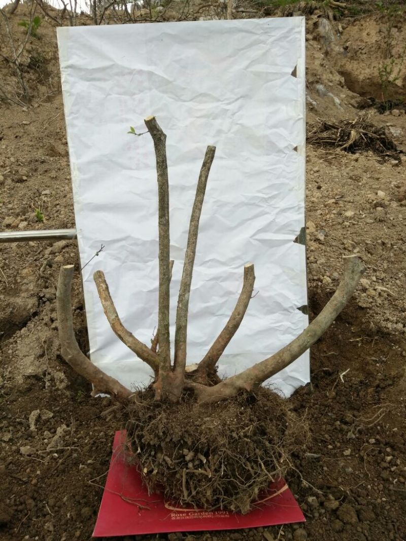 映山红树桩30~35cm