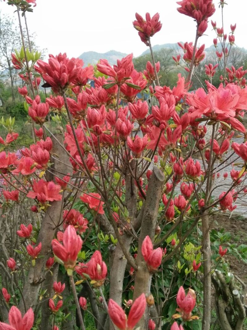 映山红树桩30~35cm