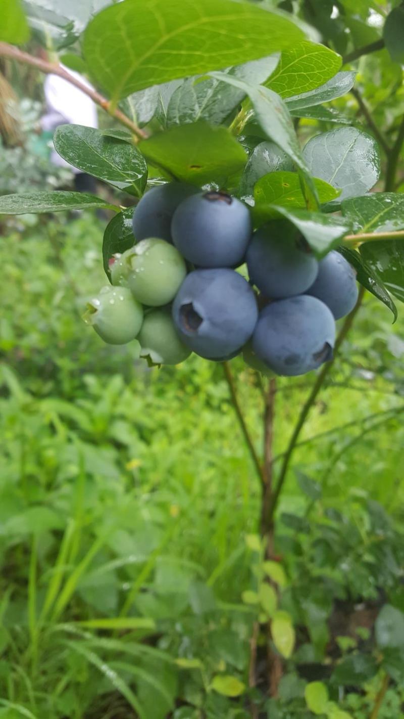 蓝莓12~14mm以上鲜果