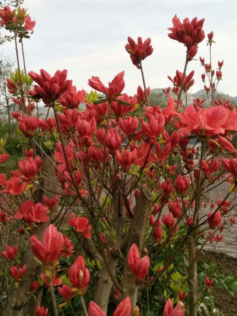 映山红树桩20~25cm