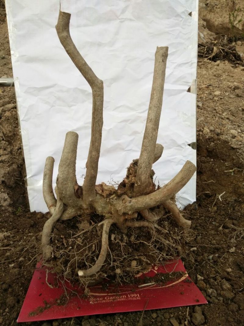 映山红树桩20~25cm