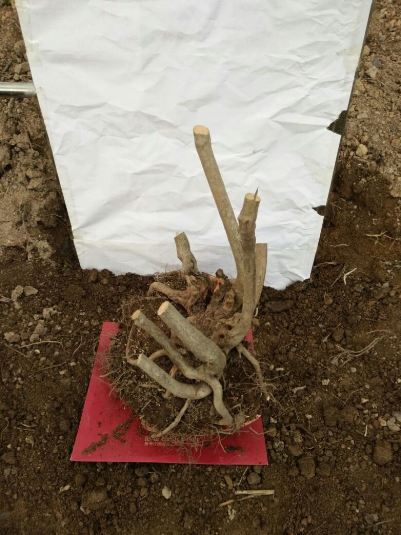 映山红树桩20~25cm
