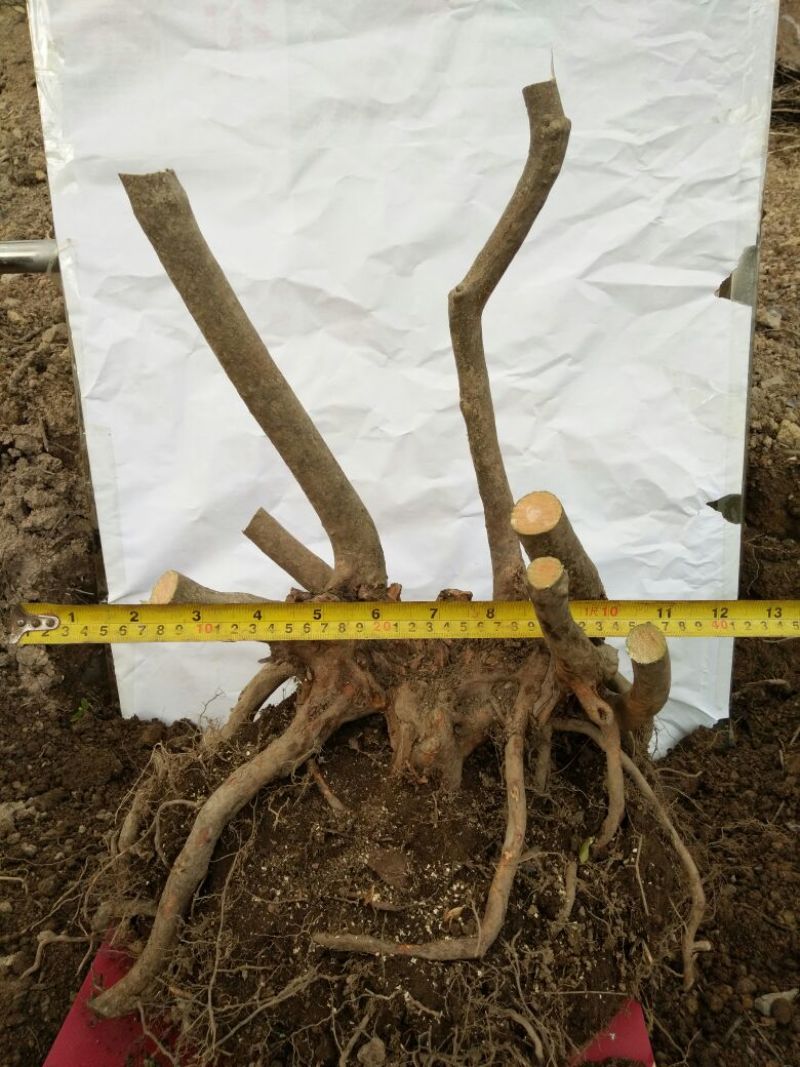 映山红树桩20~25cm