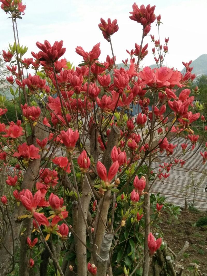 映山红树桩20~25cm