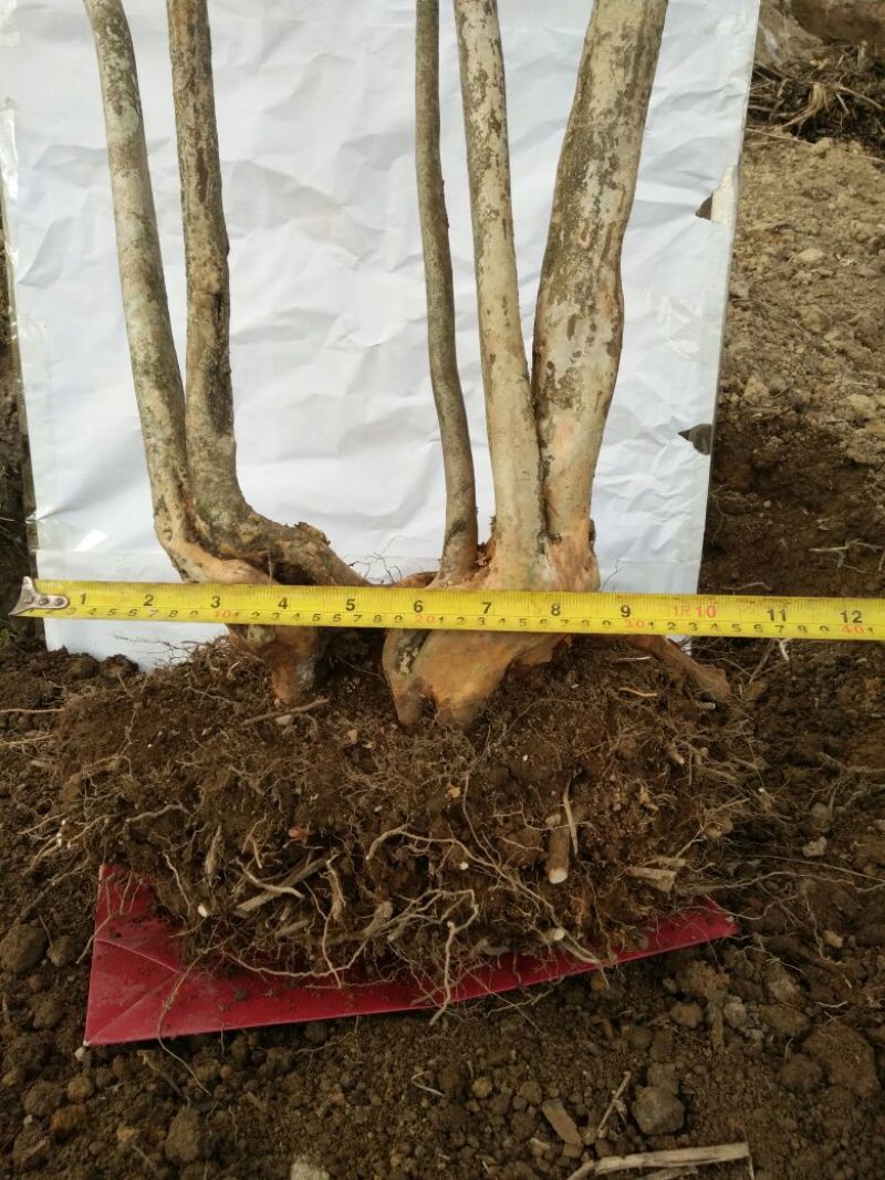 映山红树桩15~20cm