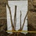 映山红树桩15~20cm