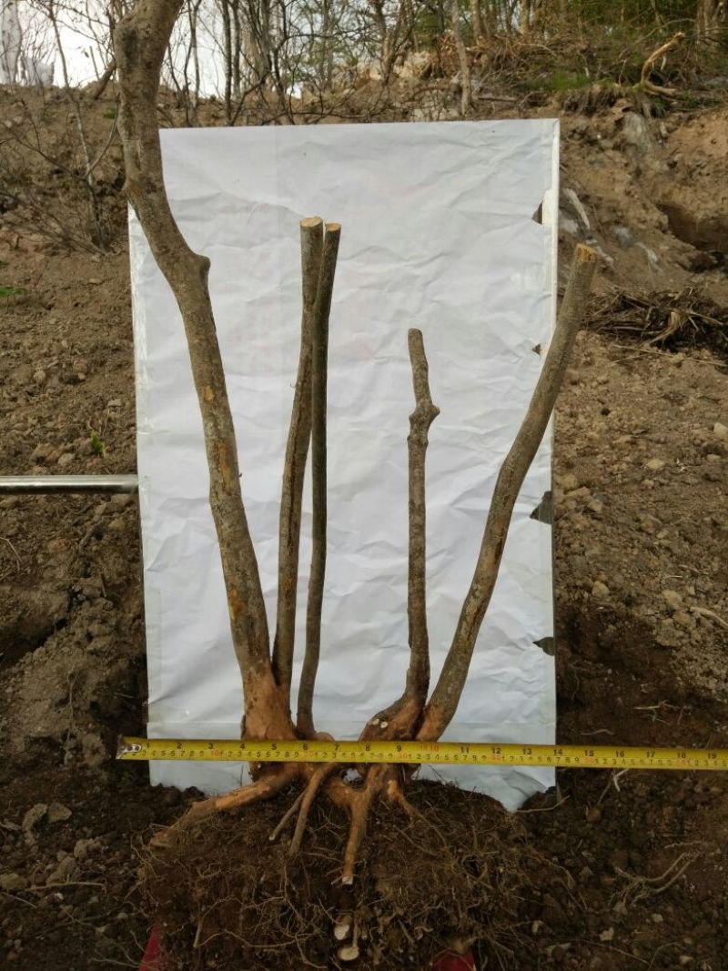映山红树桩15~20cm