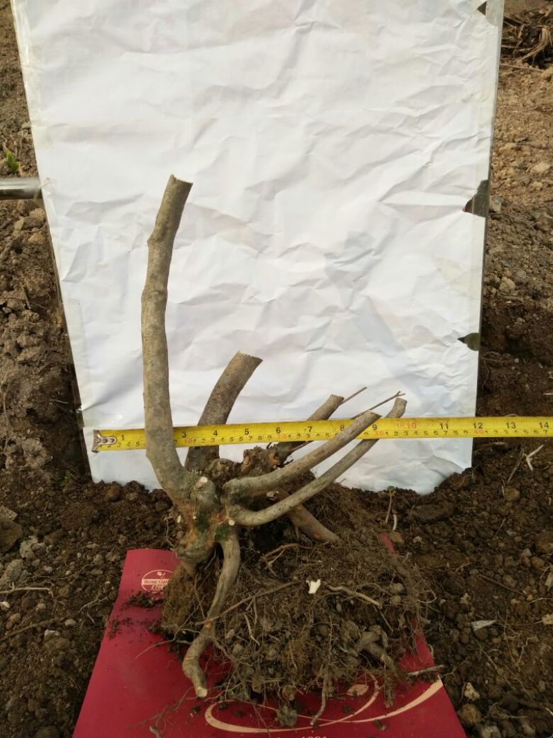 映山红树桩15~20cm