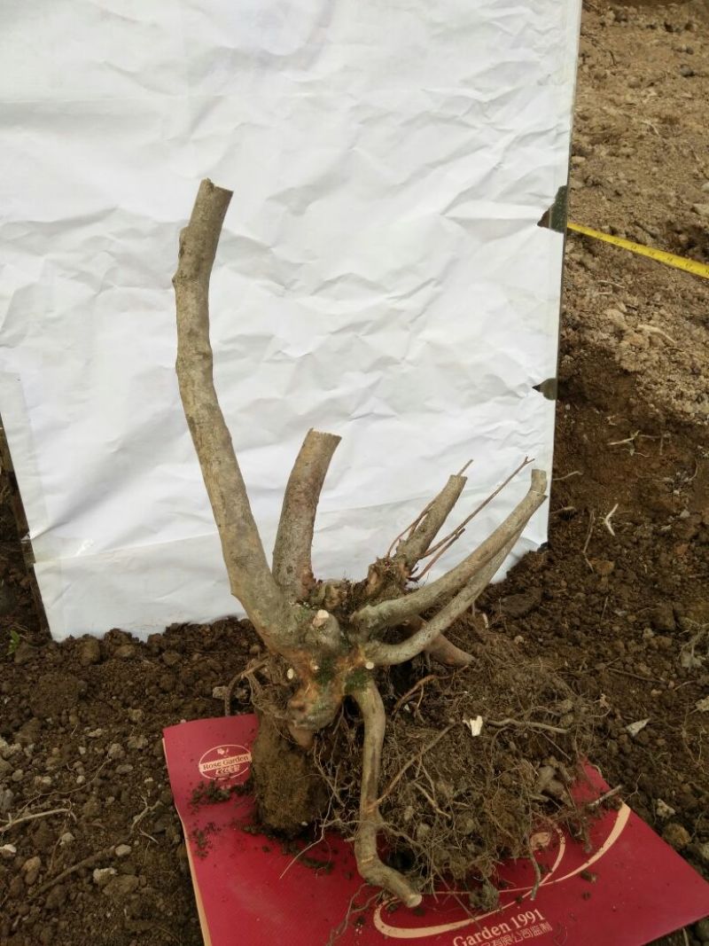 映山红树桩15~20cm
