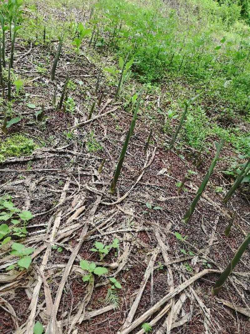 阳荷姜种根种阳荷种植根苗种苗洋荷种根