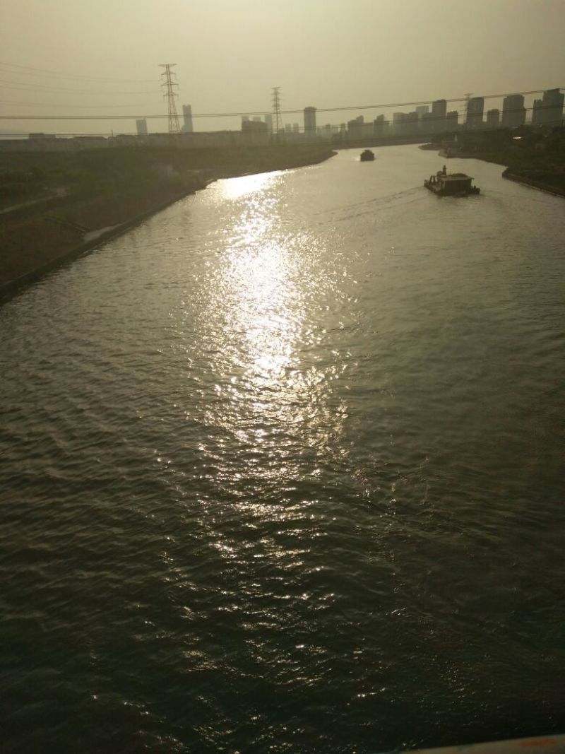 河鲤鱼0.5~1公斤