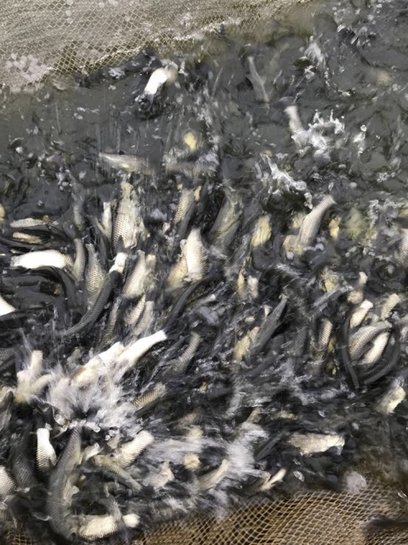 草鱼草鱼5~10cm