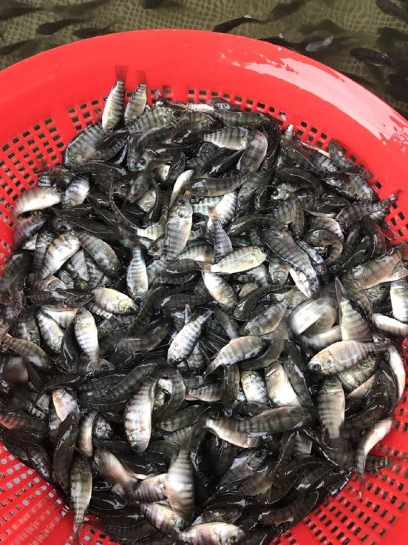 海南一号罗非，青宝一号罗非苗
