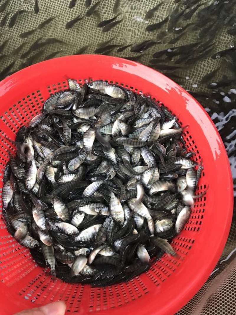 海南一号罗非，青宝一号罗非苗