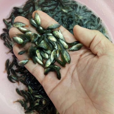 海南一号罗非，青宝一号罗非苗