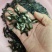 海南一号罗非，青宝一号罗非苗