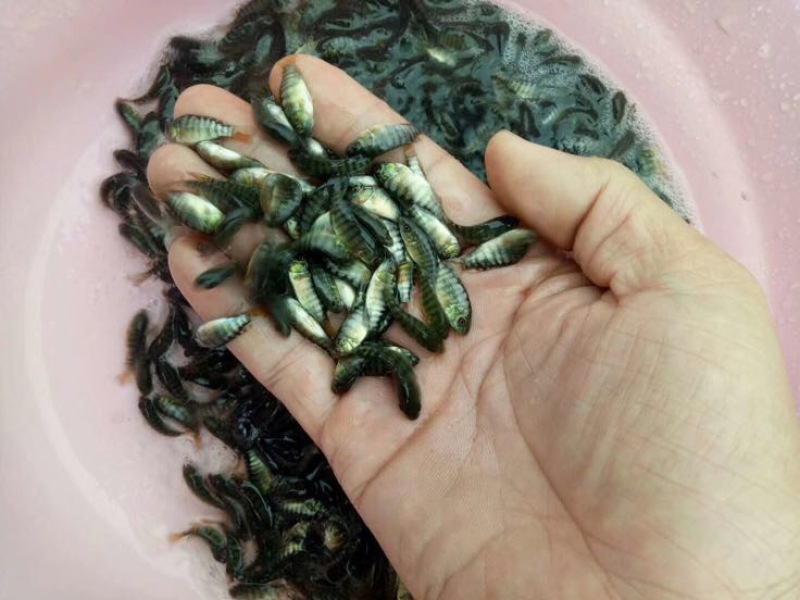 海南一号罗非，青宝一号罗非苗