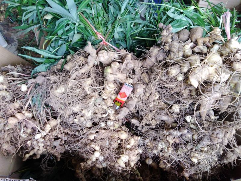 黄精种苗（该项属于野生苗，种苗都是从原始森林种采挖回来）
