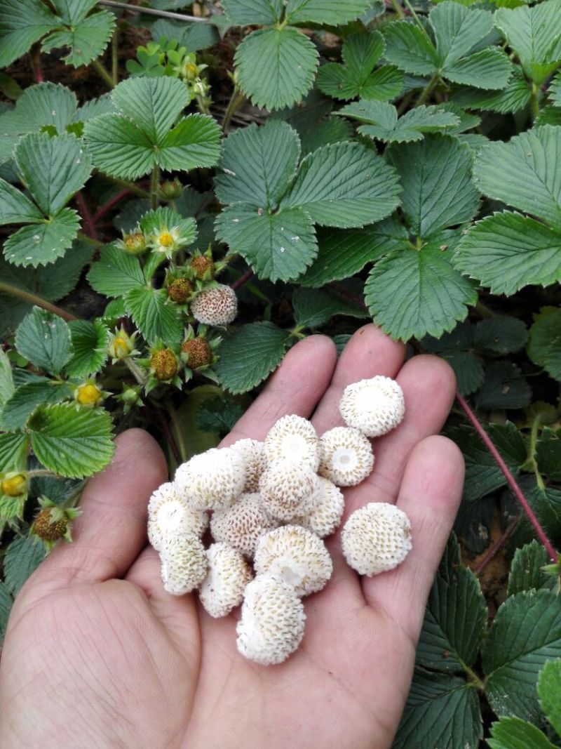 黄毛草莓苗