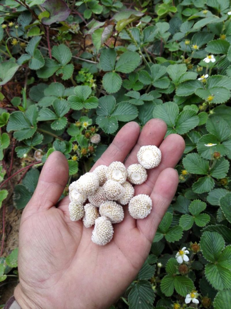 黄毛草莓苗