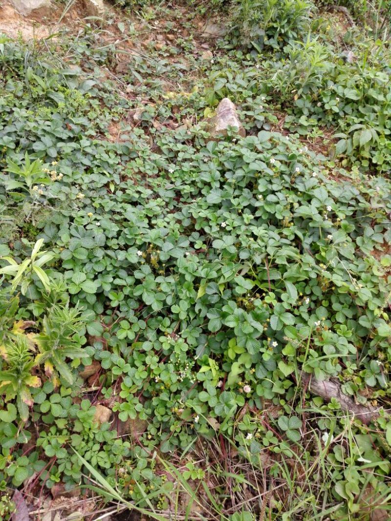 黄毛草莓苗