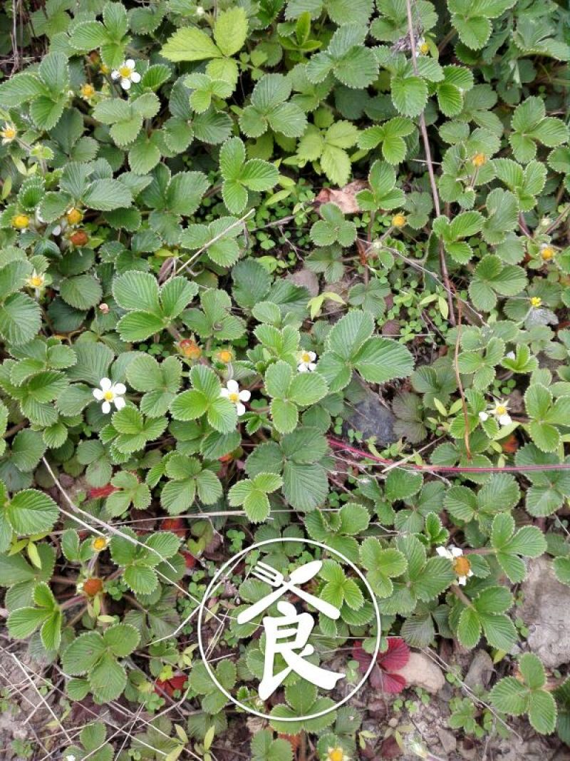 黄毛草莓苗